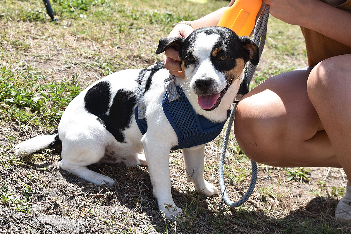 GFL Sarasota - Pup of the Day