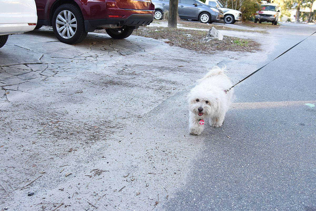 Ramp Party - Dog of the Day