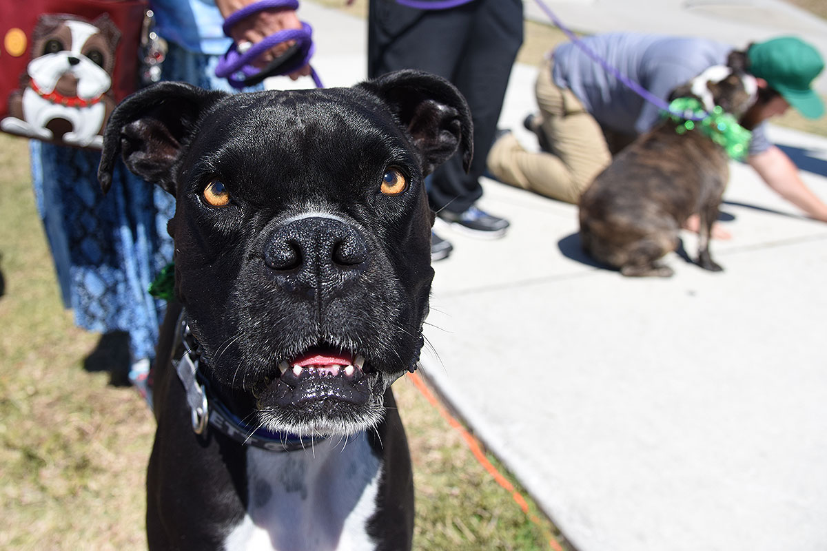 GFL at Sarasota 2018 - DOTD