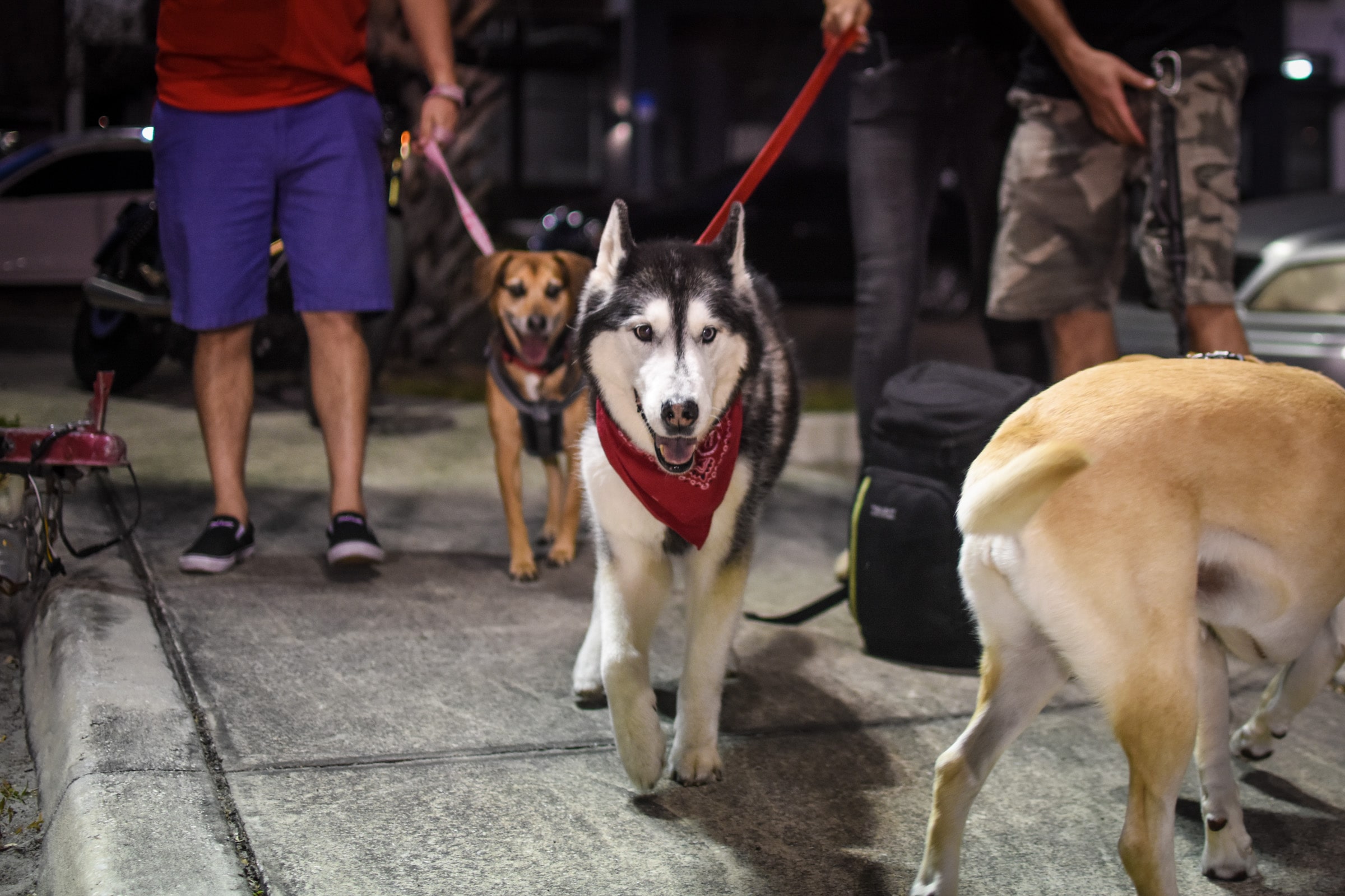 Coppertail Open - Dog of the Day