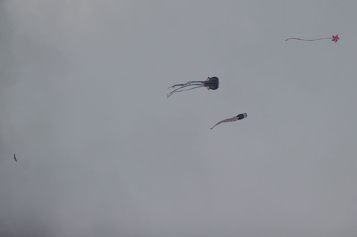 Kites in Shanghai