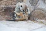 Meerkats as Household Pets