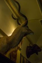 Taxidermy at The Kimberley Club in South Africa