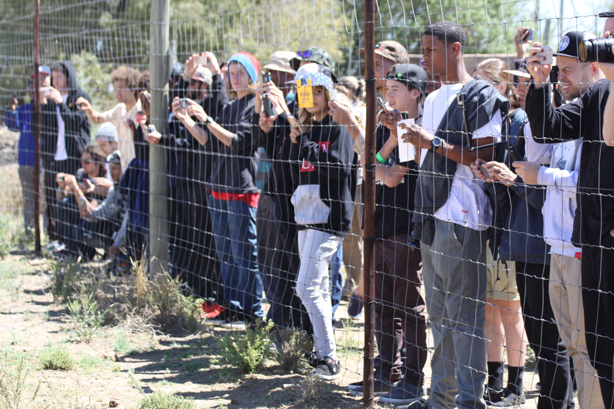 South Africa Photography Lions and Pro Skaters