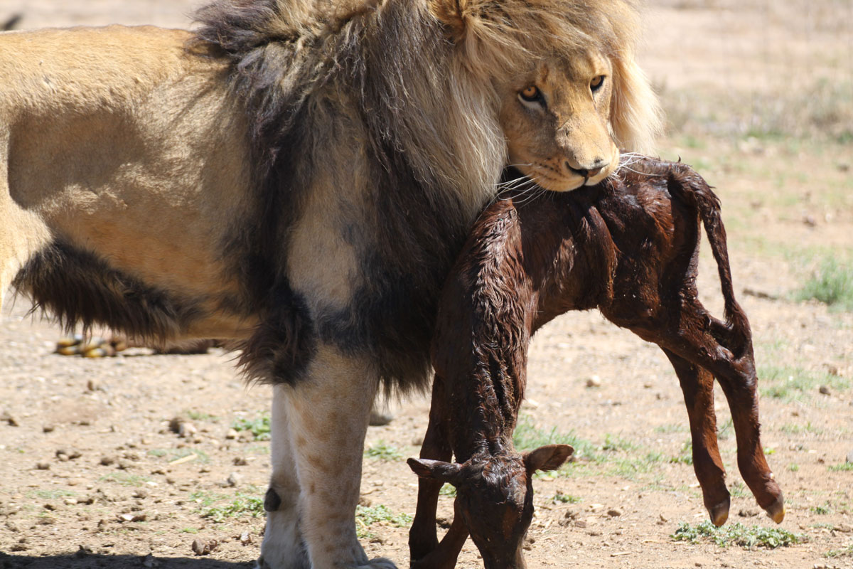 South Africa Photography Lions Feeding