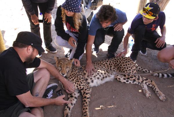 South Africa Photography Cheeta Pets