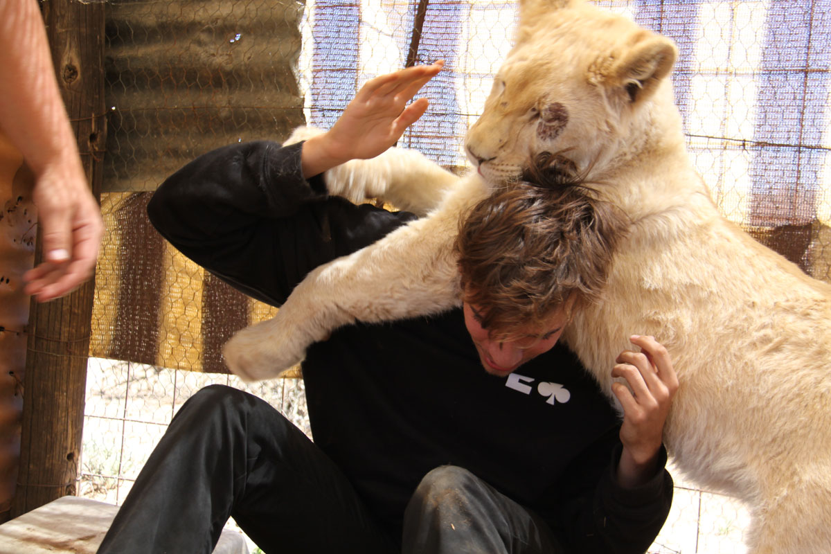 South Africa Photography Jimmy Wilkins Lion Attack