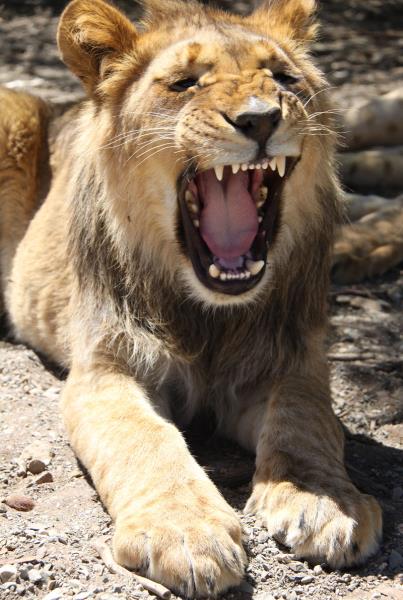 South Africa Photography Lion Yawn