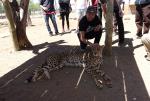 Cheetas on Tourist Mission in South Africa