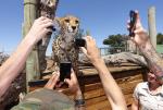 Famous Cheeta on Tourist Mission in South Africa