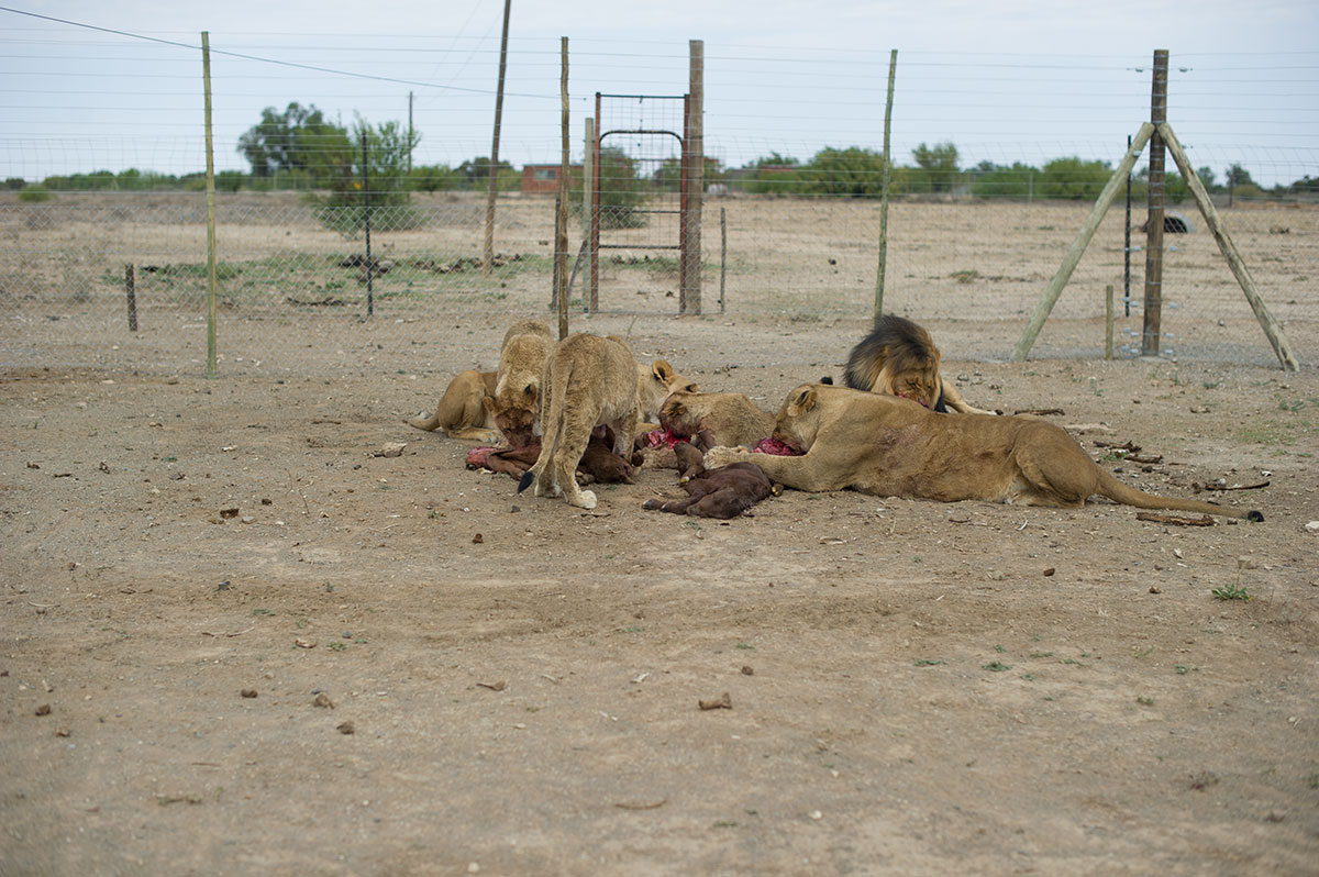 Feeding Time at Kimberley Diamond Cup 2015